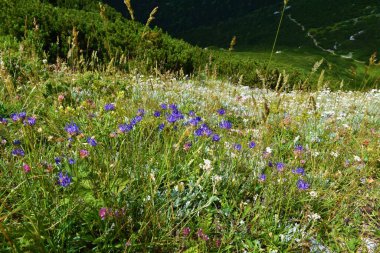 Seçici odak ve mugo çam mavi Phyteuma hemisphaericum kapalı (Pinus mugo)
