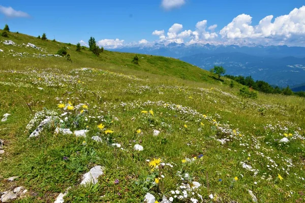 Alpine Meadow Ratitovec Yellow White Flowers Julian Alps Covered Clouds — стокове фото