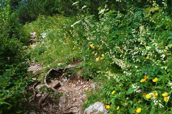Meadow Next Trail Yellow Melancholy Thistle Cirsium Erisithales Bladder Campion —  Fotos de Stock