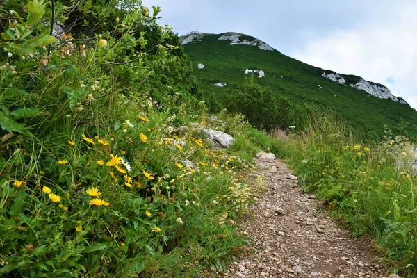 Trail leading to Sneznik mountain in Notranjska, Slovenia leading past a wild garden with ox-eye (Buphthalmum salicifolium) and bladder campion (Silene vulgaris) flowers