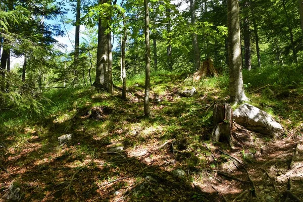 Mixed Broadleaf Conifer Temperate Forest Sunlight Shining Grass Growing Ground — Φωτογραφία Αρχείου