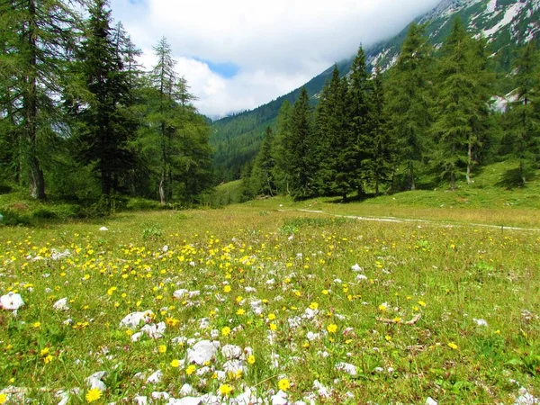 Grasveld Met Gele Bloemen Berg Bedekt Met Lariks Sparrenbos Bij — Stockfoto