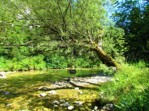 Bitter Willow Salix Eleagnos Tree Growing Iska River Iski Vintgar — Stock Fotó