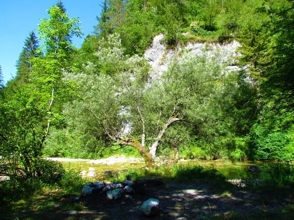 Slovenya Nın Kenti Yakınlarındaki Iski Vintgar Iska Nehrinin Yanındaki Söğüt — Stok fotoğraf