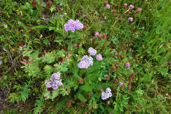 Group Achillea Roseoalba Flowers —  Fotos de Stock