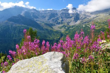 Pink fireweed (Chamaenerion angustifolium) flowers in selective focus and High Tauern mountains with the peak of Tristenspitze mountain in Carinthia, Austria