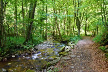 Trail leading next to Bistrica stream in Bistriski Vintgar in Stajerska, Slovenia