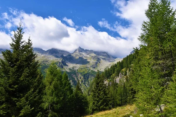 Mountains Bellow Ebeneck High Tauern Mountains Carinthia Austria Conifer Larch — Foto Stock