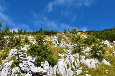 Alpine landscape bellow Debela Pec mountain with rocks, dry grass, small spruce trees and mugo pine