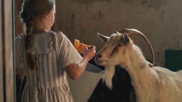 Κορίτσι που ταΐζει κατσίκα στον αχυρώνα — Αρχείο Βίντεο