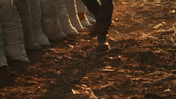 Nerozpoznatelný farmář kráčí v blízkosti tašek — Stock video