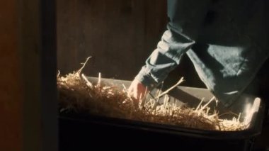 Ekin çiftçisi el arabasından saman atıyor.