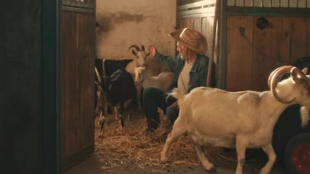 Дедушка и внучка выводят коз из стойла — стоковое видео