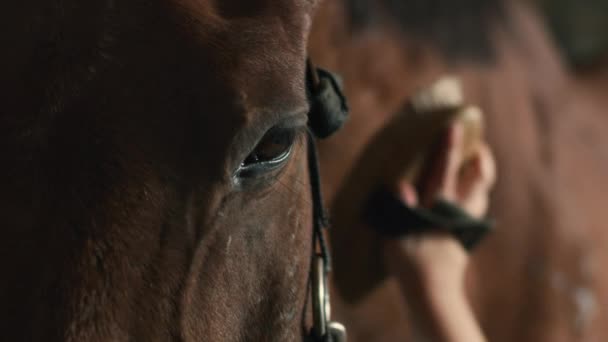 Brązowy koń podczas zabiegu pielęgnacji — Wideo stockowe