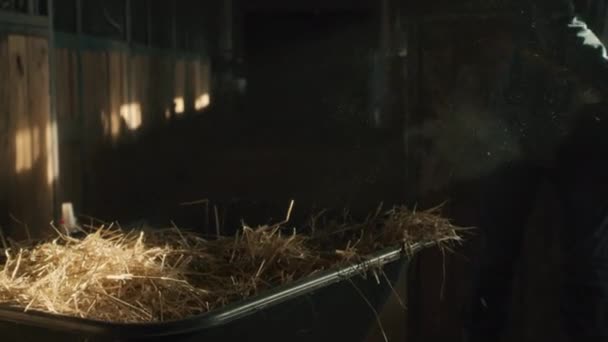 Crop farmer unloading wheelbarrow of hay — Stock Video