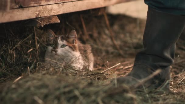 Gato escondido bajo estructura de madera cerca de agricultor — Vídeos de Stock