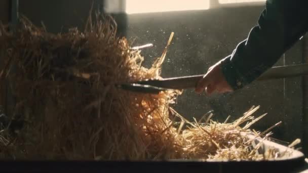 Земледелец бросает сено для коз — стоковое видео