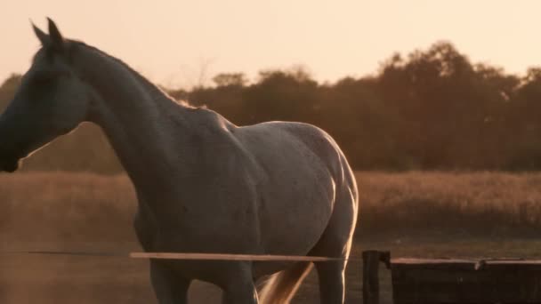 Hästar som springer i hage på gården — Stockvideo