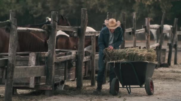 Çiftlikte atları besleyen yaşlı bir adam. — Stok video