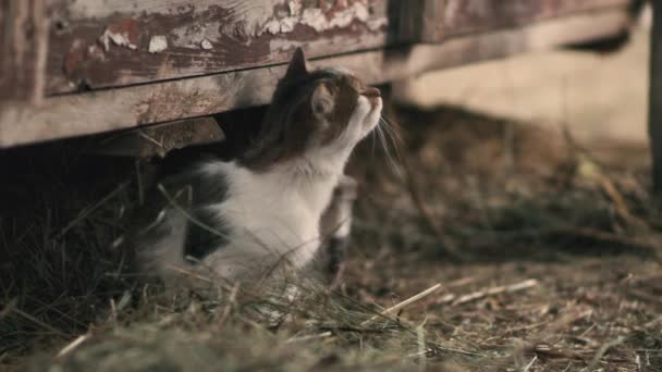 Chat grattant sous une structure en bois — Video