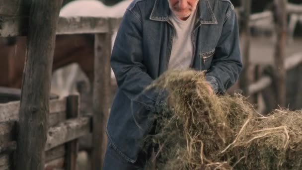 Senior boer voedt paarden op de ranch — Stockvideo