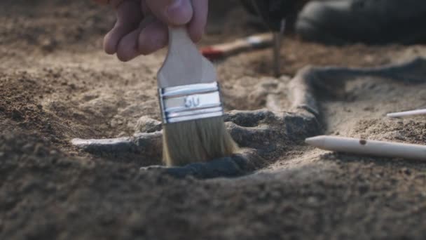 Arqueólogos de culturas cavando membros de dinossauros — Vídeo de Stock