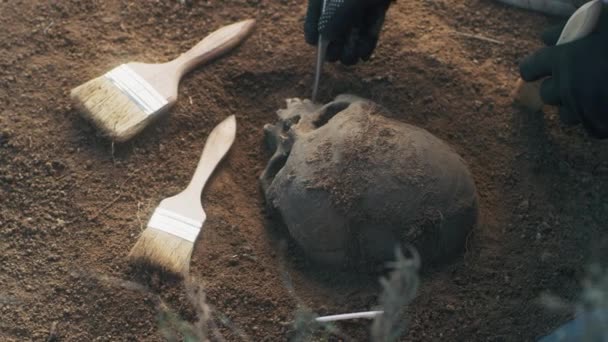 Archéologue méconnaissable nettoyer le crâne de la saleté — Video