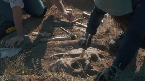 Anonieme archeologen graven dinosaurusskelet uit — Stockvideo