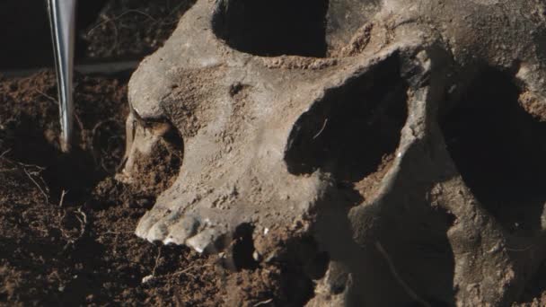 인간 두개골을 발굴하는 과정 — 비디오
