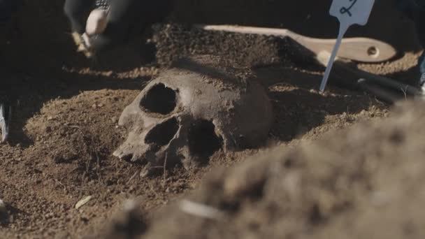 Archéologue des cultures fouiller le crâne humain — Video