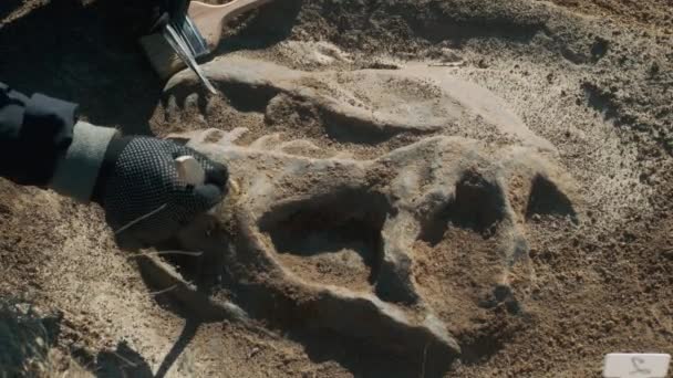 Archéologue anonyme travaillant avec le crâne de dinosaure — Video