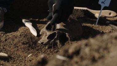 İnsan kafatasını kazan ekin arkeoloğu