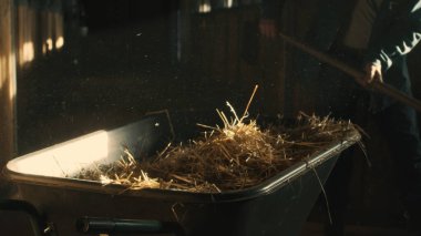 Ekin adam el arabasını samanla dolduruyor.