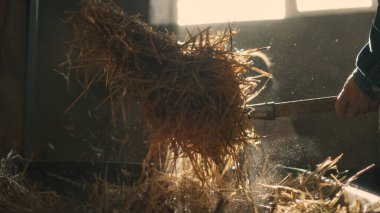 Mahsul adam keçiler için saman atıyor.