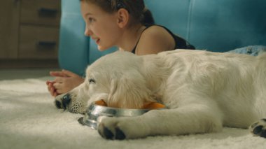 Genç kız köpekle birlikte yumuşak halıda uzanıyor, köpek yavrusu kameraya bakıyor ve su içiyor, dinleniyor ve dinleniyor, evde boş zaman geçiriyor. Golden retriever.