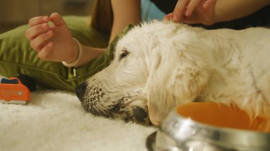 Genç kız köpeğini tarıyor, yumuşak halıda oturuyor, saç stili yapıyor, yavru köpeği okşuyor ve onu öpmeye çalışıyor, evde boş zaman geçiriyor. Golden retriever.