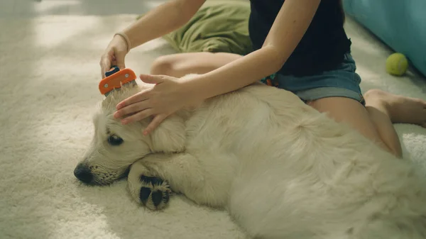 Young Girl Combing Dog Sitting Mild Carpet Creating Hairstyle Petting — Stock Photo, Image