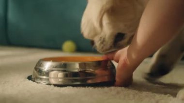 Hafif bir halıya kase koyan kız, köpek içme suyu ve damlalar, susuzluğu gideren. Golden retriever.