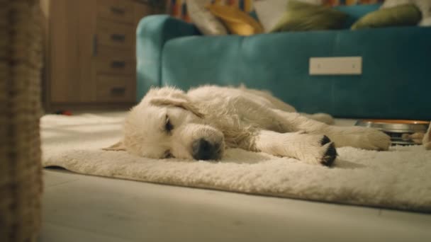 Собака Спить День Якому Килимі Спостерігає Мріями Розслабляється Охолоджується Збирає — стокове відео