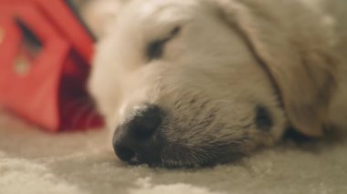 Gündüz hafif halıda uyuyan köpek, rüya seyreden, rahatlatan ve rahatlatan, akşam için güç toplayan, rahat hisseden. Golden retriever.