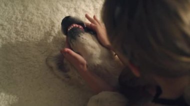 Genç bir kız hafif halıda köpek ağzıyla oynuyor, dişlere bakıyor, gülüyor ve gülümsüyor, evde evcil hayvanlarla vakit geçiriyor. Golden retriever.