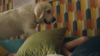 Küçük kız yastığın yanında, yumuşak kanepenin üzerinde köpekten saklanıyor, evcil hayvanlarla oynuyor, köpek yavrusu okşuyor ve ona sarılıyor, evde eğlenceli vakit geçiriyor. Golden retriever.
