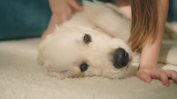Junges Mädchen Streichelt Und Kardiert Hund Auf Mildem Teppich Kümmert — Stockvideo