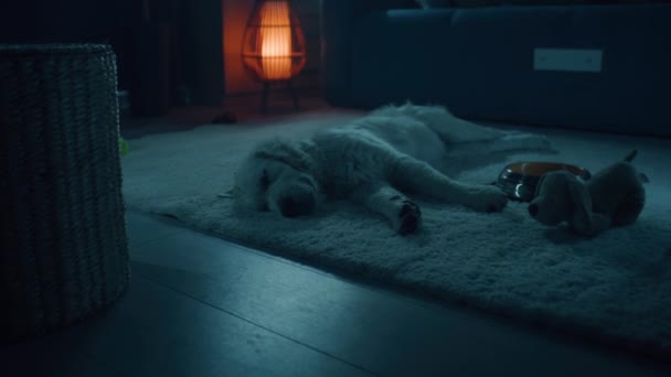 Собака Спить Вночі Якому Килимі Спостерігає Мріями Розслабляється Охолоджується Збирає — стокове відео