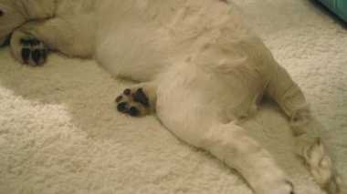 Köpek için saç stili yapan, yün tarayan, bukleleri ıslatan yumuşak halıda oturan, evcil hayvanlarla vakit geçiren, köpek dinlendiren bir kız. Golden retriever.