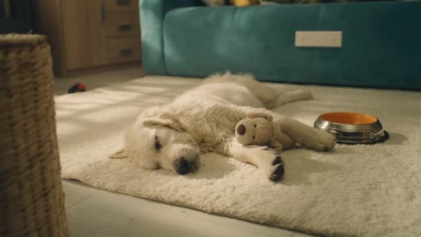 Pes Spí Hračkou Denní Mírném Koberci Pozoruje Sny Relaxuje Chladí — Stock video
