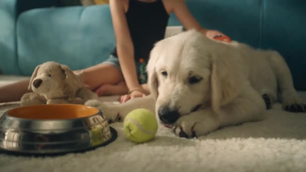 Ragazza Pettinando Cane Seduto Tappeto Delicato Creando Acconciatura Cucciolo Giocare — Video Stock