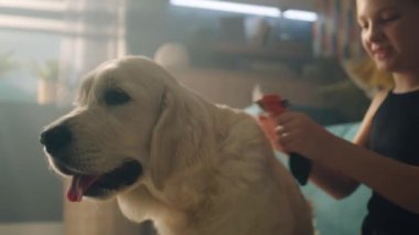Genç kız köpeğini tarıyor, yumuşak halıda oturuyor, saç stili yapıyor, yavru köpeği okşuyor ve onu öpmeye çalışıyor, evde boş zaman geçiriyor. Golden retriever.