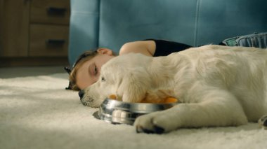 Genç kız köpekle birlikte yumuşak halıda uzanıyor, köpek yavrusu kameraya bakıyor ve su içiyor, dinleniyor ve dinleniyor, evde boş zaman geçiriyor. Golden retriever.