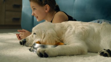 Genç kız köpekle birlikte yumuşak halıda uzanıyor, köpek yavrusu kameraya bakıyor ve su içiyor, dinleniyor ve dinleniyor, evde boş zaman geçiriyor. Golden retriever.